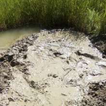 DCMudPuppy: 