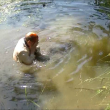 123gunge: Andy wamdommed at the Farm.