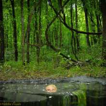 DuncanEdwards: Summer is the Bride of Swamp Thing