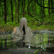 DuncanEdwards: Summer is the Bride of Swamp Thing