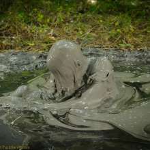 DuncanEdwards: Summer is the Bride of Swamp Thing