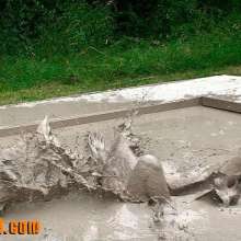 FOXY: mud wrestling