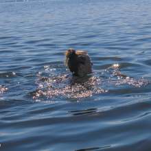Wamtastic Jessica: Leah Gabrielle's Athletic Swim!