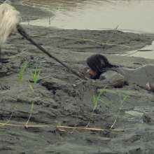 QS4Ever: Operation to Rescue Melena