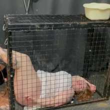 GungeSlut96: Caged, Tied, Tickled, and Gunged Feet