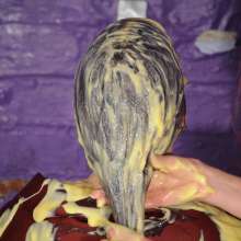 DungeonMasterOne: Formal Custard Shampoo Party with Lucia and Maude!