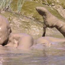 FOXY: Ayako in deep mud, extraordinary performance