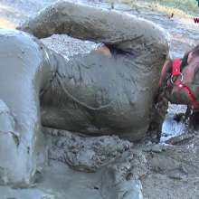 Jayce: Hogtied, Ball Gagged, Face Planting-Sinking in the Mud!