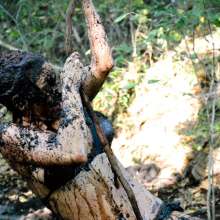 dlodoski: Jungle Girl Bog Workout--Photos