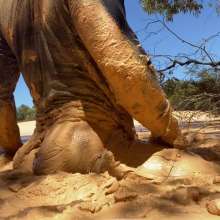 MudTradie: Muscle Tradie Playing In Creamy Quarry Clay for 40 Minutes