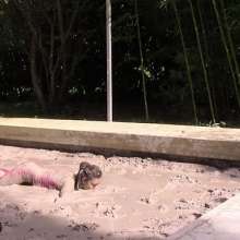 FOXY: Evening dress in mud 2