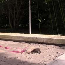 FOXY: Evening dress in mud 2