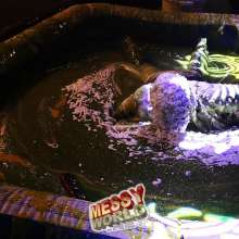 LiquidX: Bag Bogging: Suzie vs Mollie