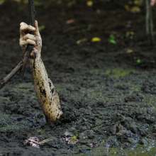 dlodoski: Annabelle Sinking About You in Deep Peat--Photos