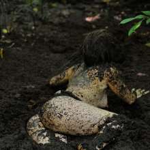 dlodoski: Annabelle Sinking About You in Deep Peat--Photos