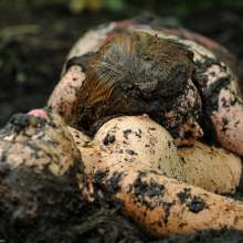 dlodoski: Kendra Plays with Nikko in the Bog--Photos