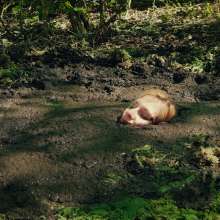 QS4Ever: Black Bottomless Forest Mud: Lucy