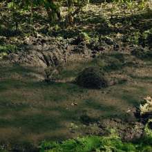 QS4Ever: Black Bottomless Forest Mud: Lucy