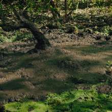 QS4Ever: Black Bottomless Forest Mud: Lucy
