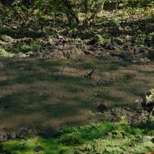 QS4Ever: Black Bottomless Forest Mud: Lucy