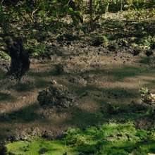 QS4Ever: Black Bottomless Forest Mud: Lucy