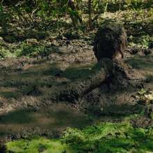QS4Ever: Black Bottomless Forest Mud: Lucy