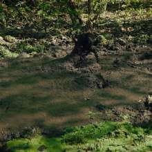 QS4Ever: Black Bottomless Forest Mud: Lucy
