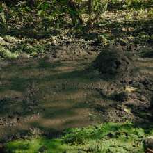QS4Ever: Black Bottomless Forest Mud: Lucy