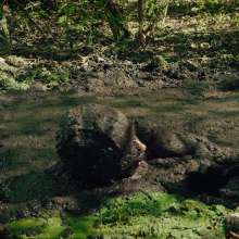 QS4Ever: Black Bottomless Forest Mud: Lucy