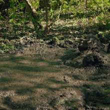 QS4Ever: Black Bottomless Forest Mud: Lucy
