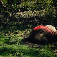 QS4Ever: Black Bottomless Forest Mud: Lucy