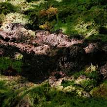 QS4Ever: Danger!  Sphagnum!  (Tiny Soya)