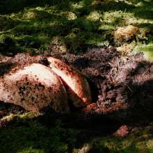 QS4Ever: Danger!  Sphagnum!  (Tiny Soya)