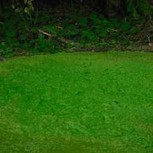 QS4Ever: Environmental Pollution: Mary