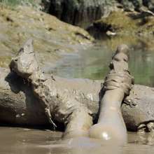 FOXY: Lana immerses herself in deep mud