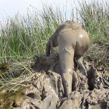 FOXY: Deep mud with the head and with the mouth