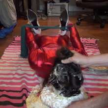Jayce: Hogtied and Pied by an Imposter!  Where Are You, My Love?
