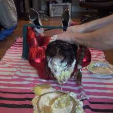 Jayce: Hogtied and Pied by an Imposter!  Where Are You, My Love?