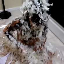 Slimed Models: Nicole Tar and Feathered Naked