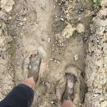 squishytoes: Muddy Feet