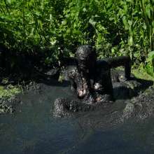 QS4Ever: Lucy Kitty in Too Obvious Swamp