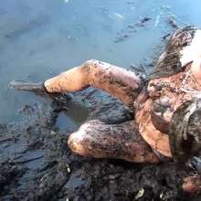 custardcouple: Muddy Lost Dog