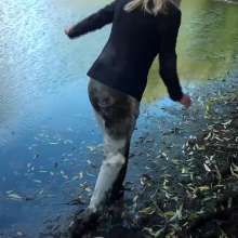 custardcouple: Muddy Lost Dog
