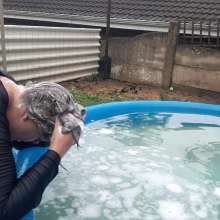 Darkabyss445: Swimwear Hairwashing in the Pool