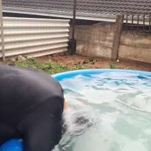 Darkabyss445: Swimwear Hairwashing in the Pool