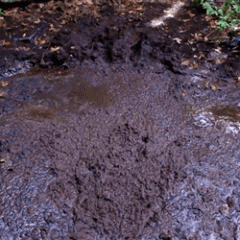 MudBunny: Vice quicksand short
