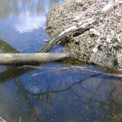 GungeMonkey: Anyone in Western MA into Mud or Messy?