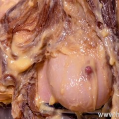 HotWamHD: Freya's Custard Test at Hotwamhd