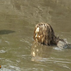 FOXY: gold covered in deep mud