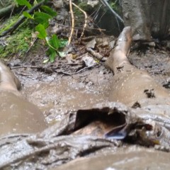 StickyGooeyNSlimy: Wet n muddy trip to the forest.